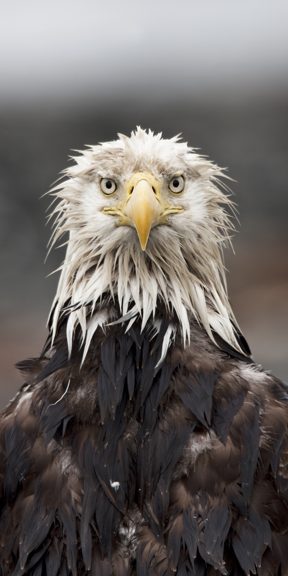 #eagle #Alaska #wildlife
