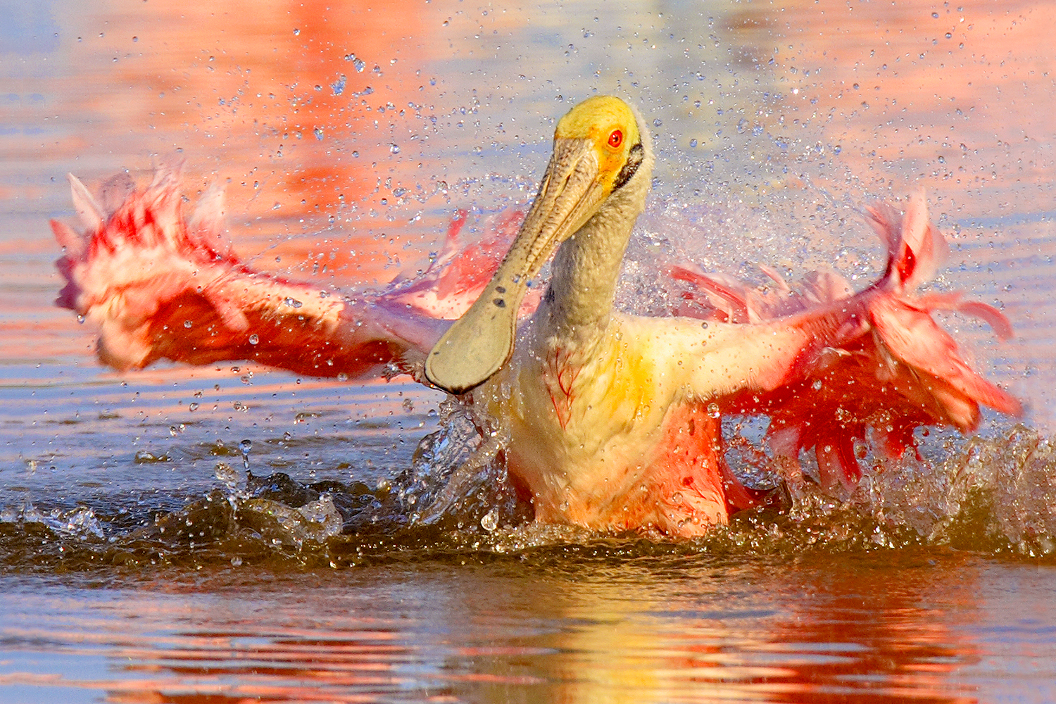 A Roseate Spoonbill splashes in the water, Sanibel FL 