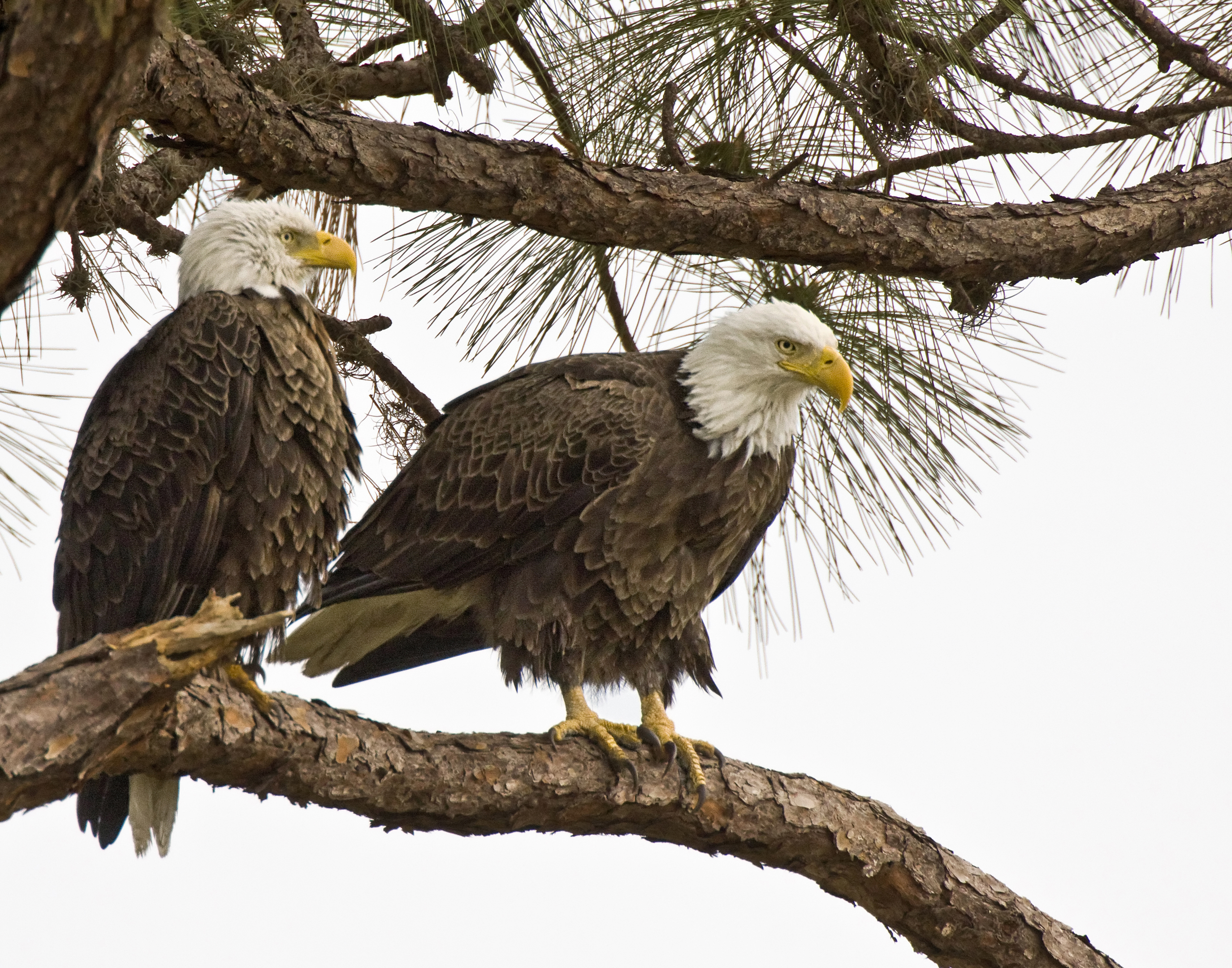 Bald Eagle nesting pair