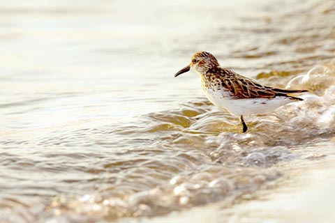 Sandpiper standing on beach, gazing out to sea at sunset, surrounded by gentle wave