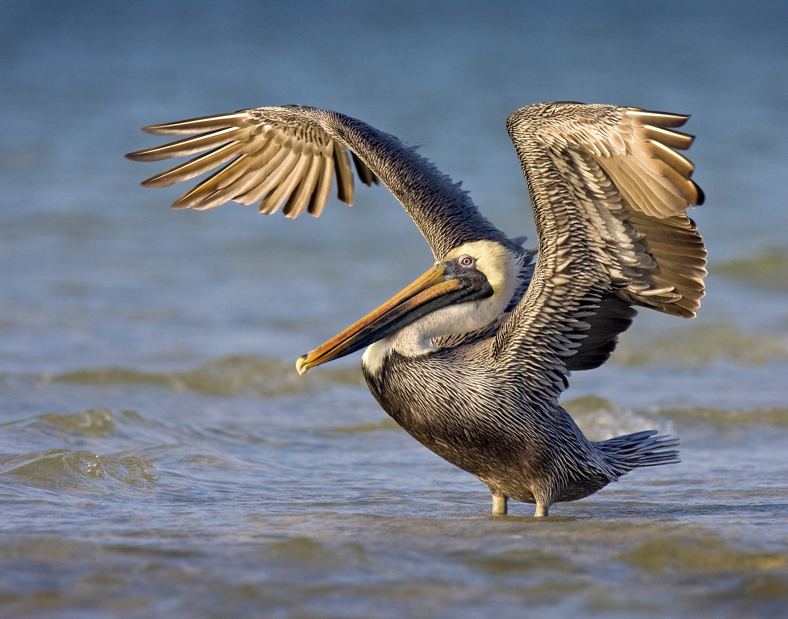 A Brown Pelican stands in the Gulf of Mexico, spreading its wings into the rising sun