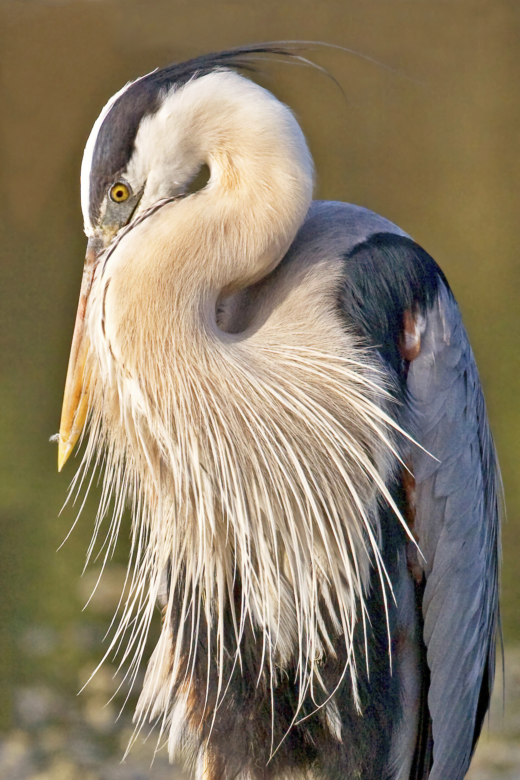 A Great Blue Heron preens majestically