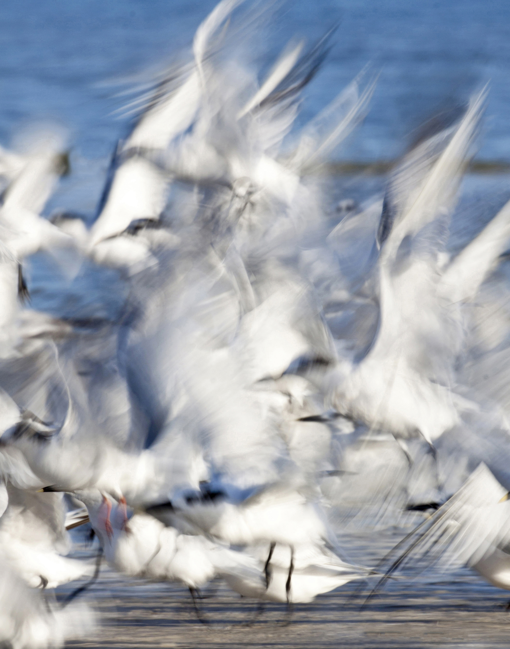 Terns blast off from a sandbar, causing an impressionistic blur of white