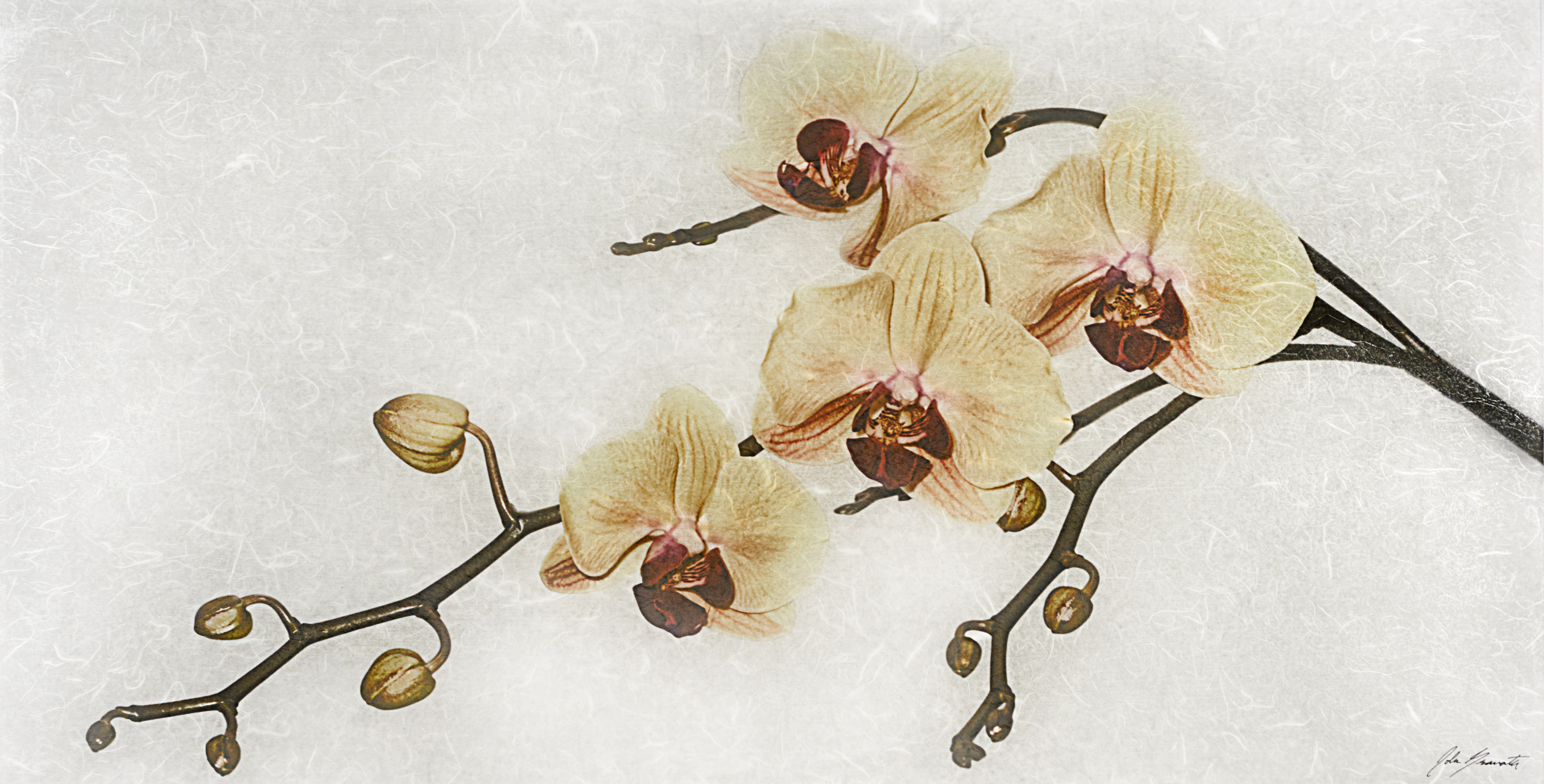 Yellow Orchids