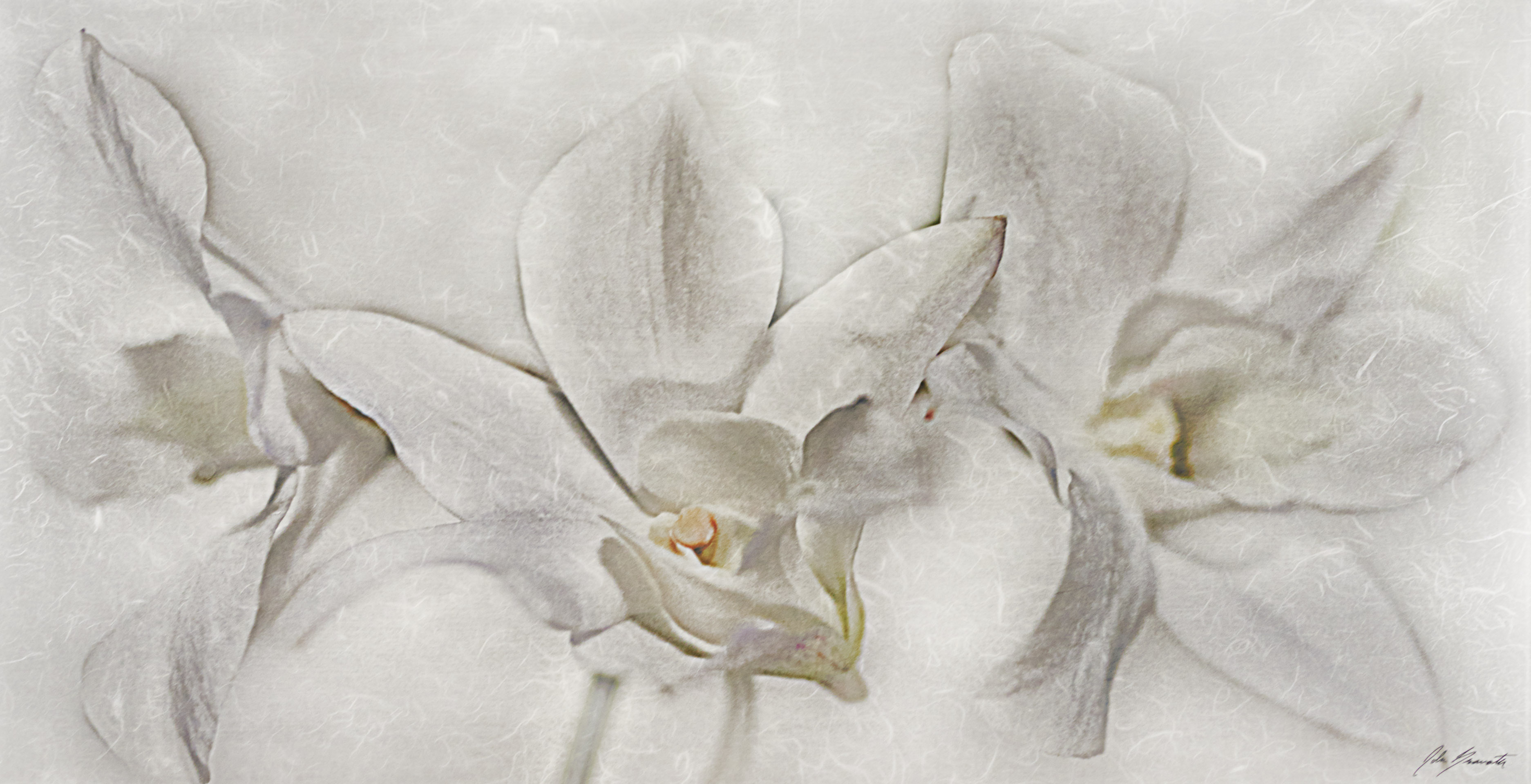 White Orchids