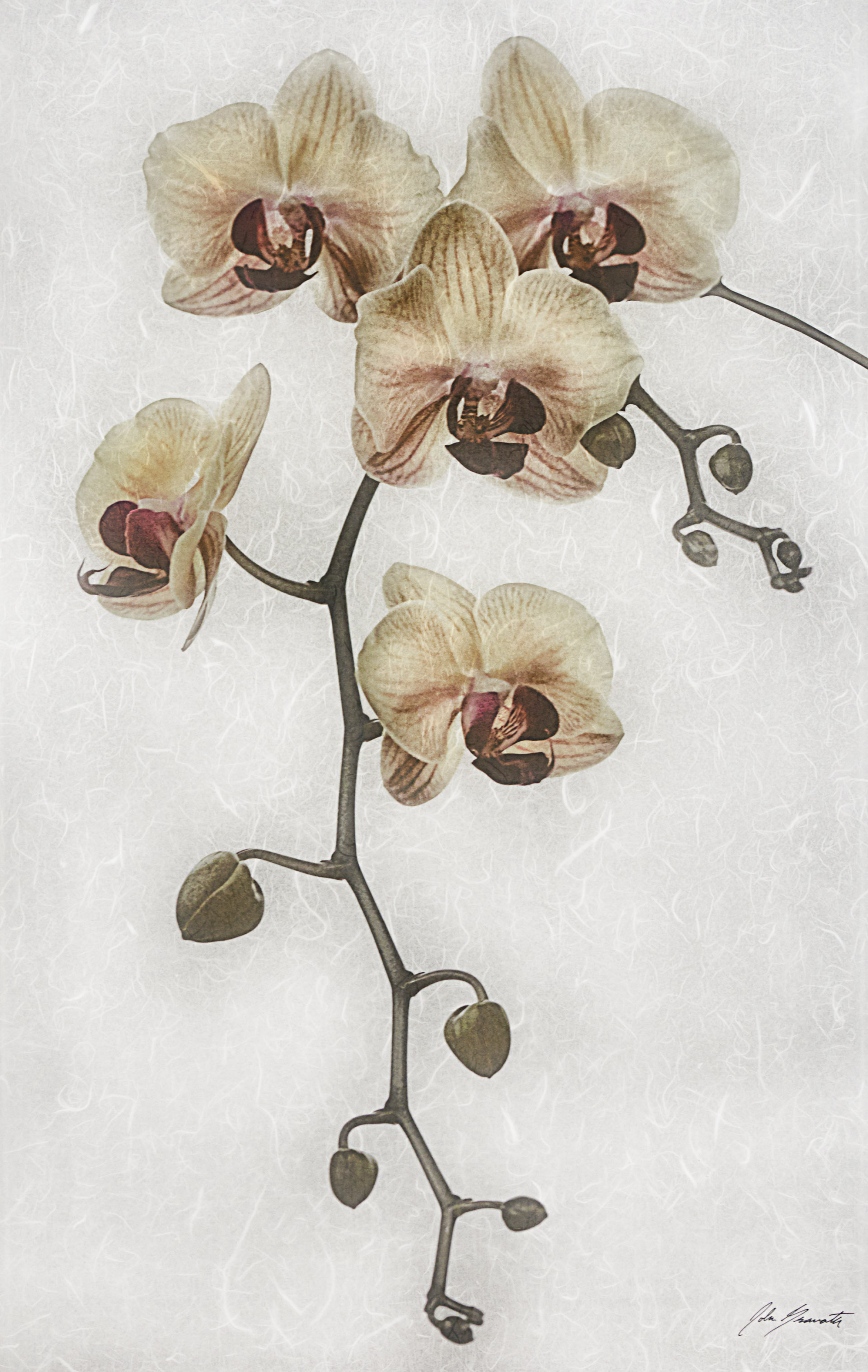 Yellow Orchids