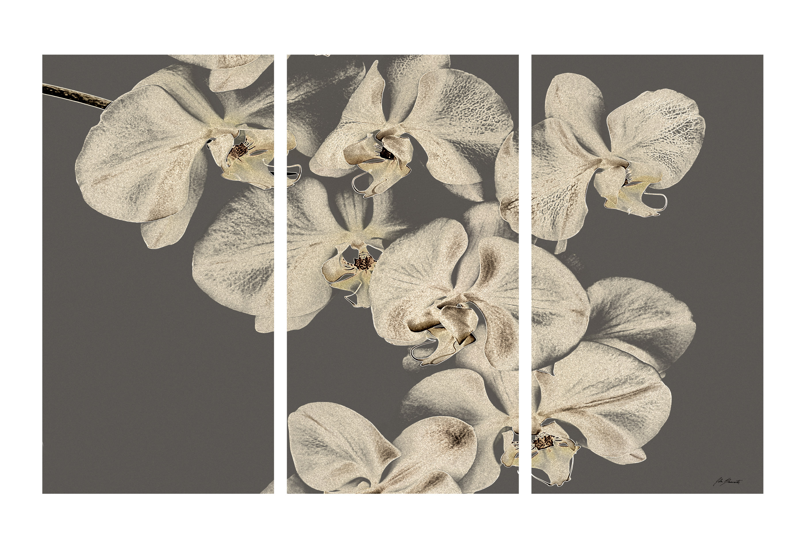 Orchid Triptych