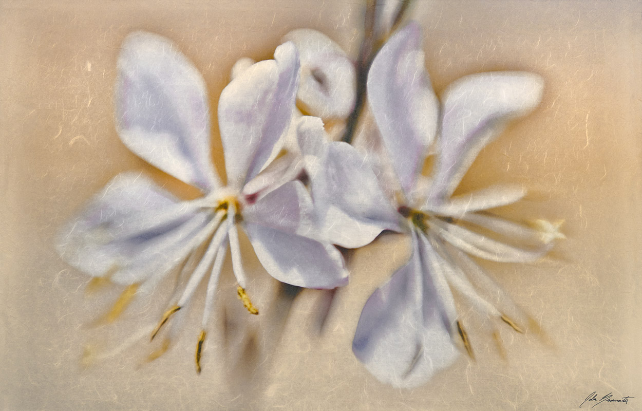 Gaura