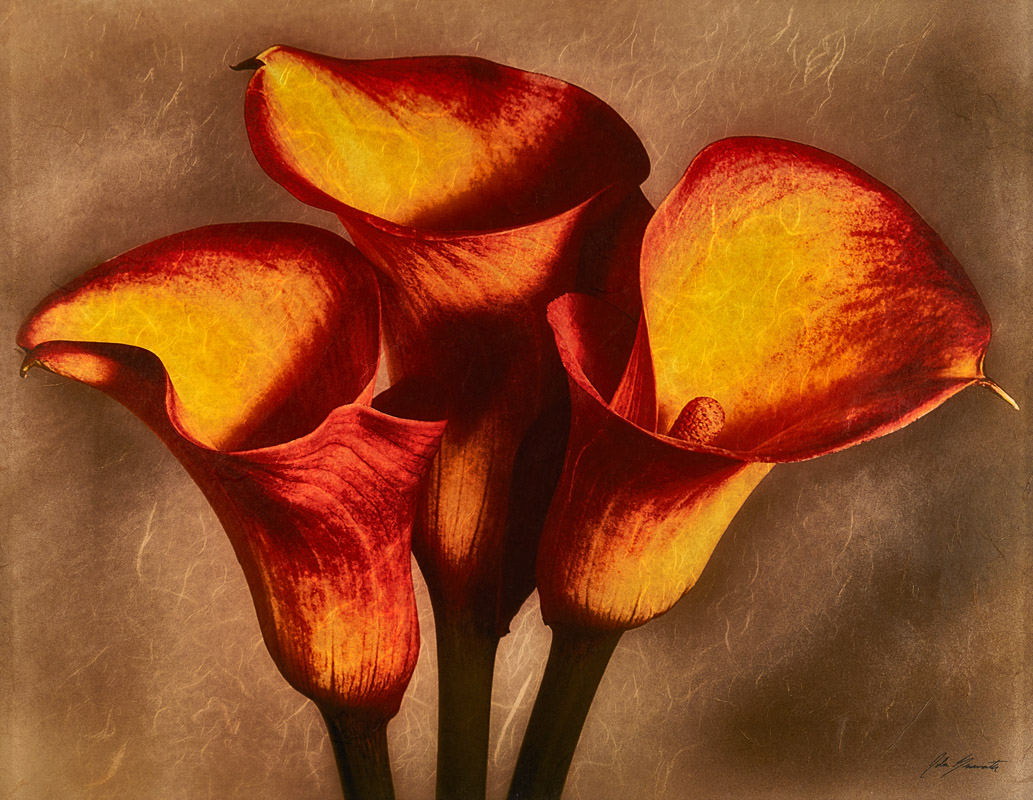 Red Calla Lily