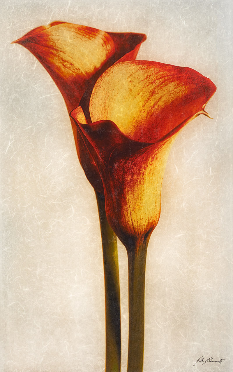 Red Calla Lily