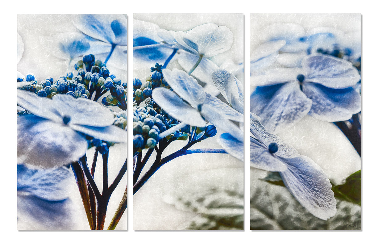 Blue Lace Top Hydrangea
