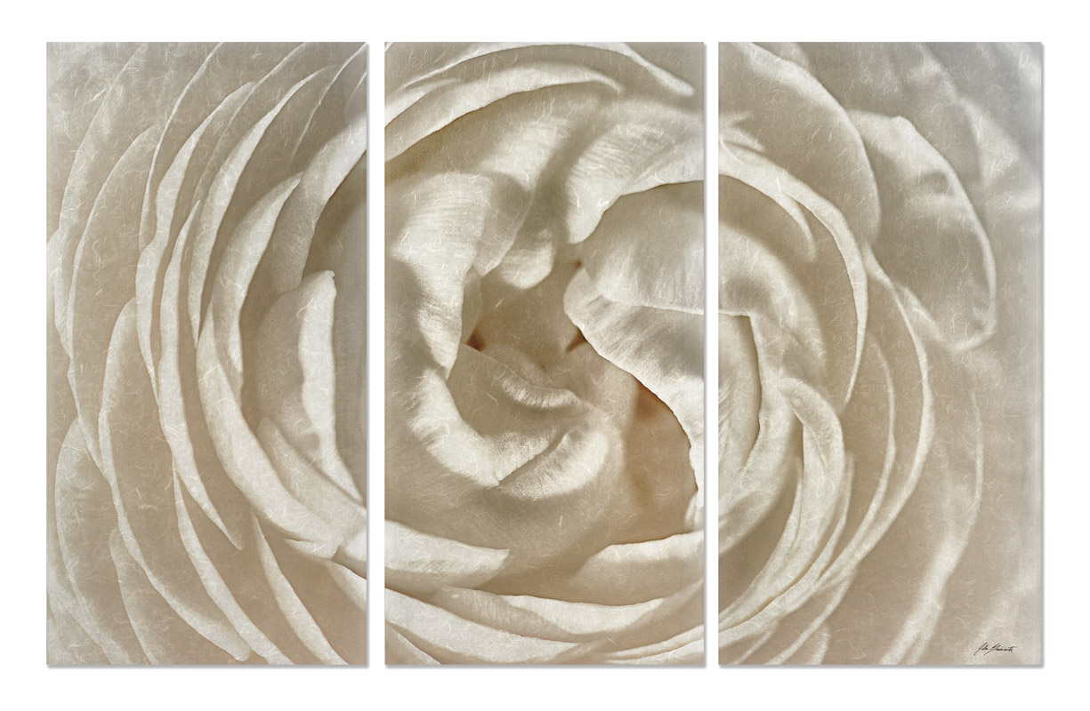 Persian Buttercup Triptych