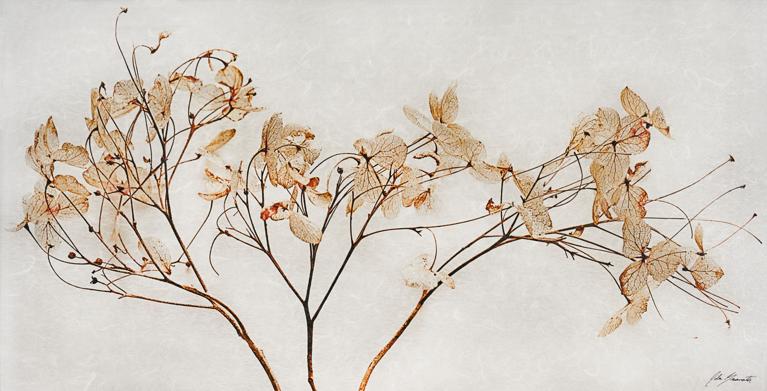 Dried Hydrangea