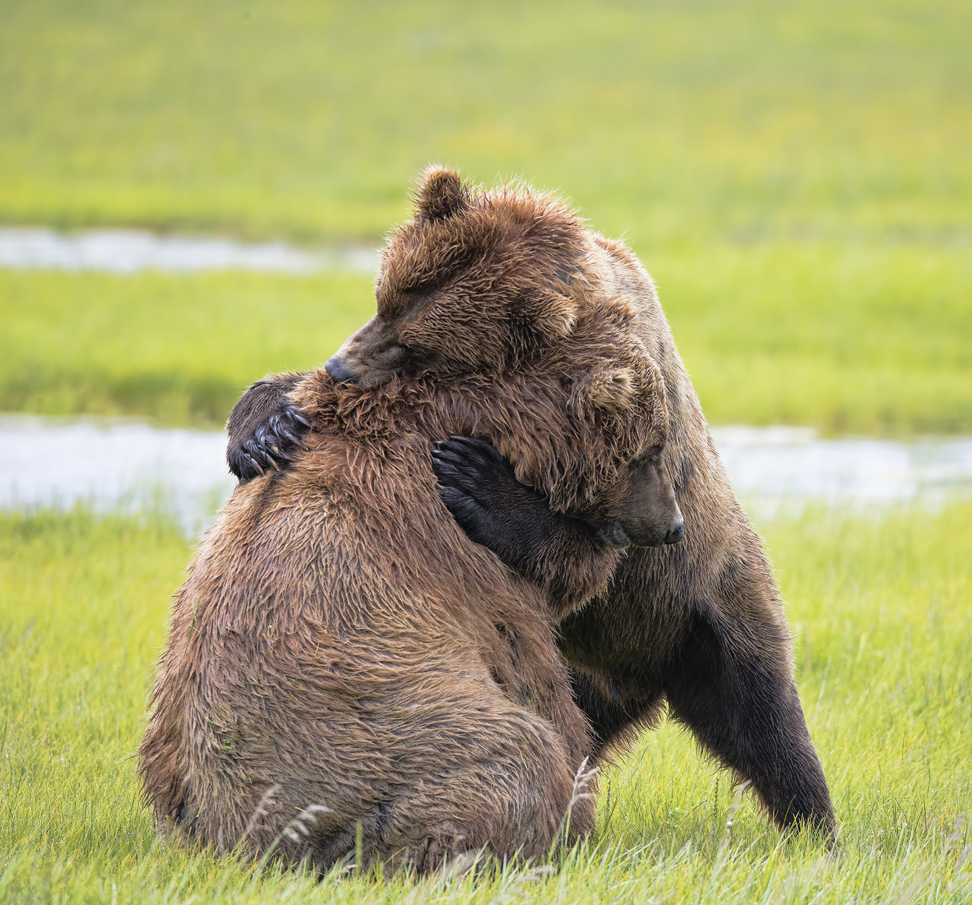 #bears #Katmai #Brown #Alaska