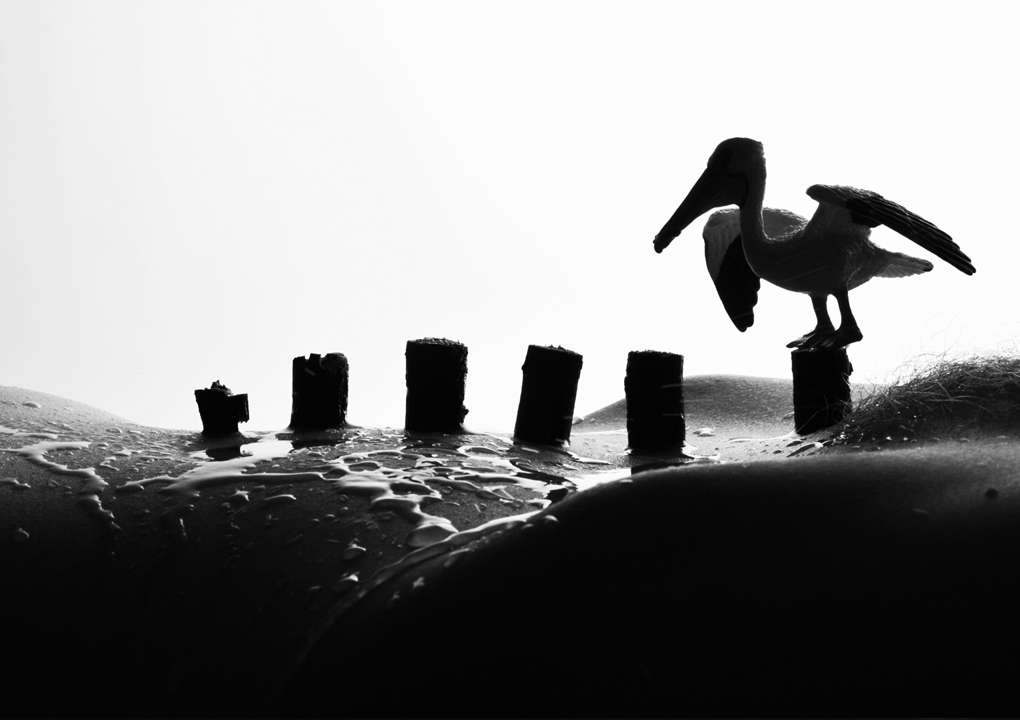 bodyscapes-animals-and-birds-pelican.jpg