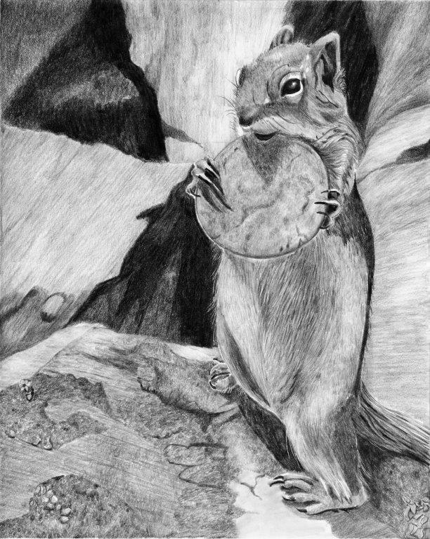 Ground Squirrel drawing by J.B. Sullivan