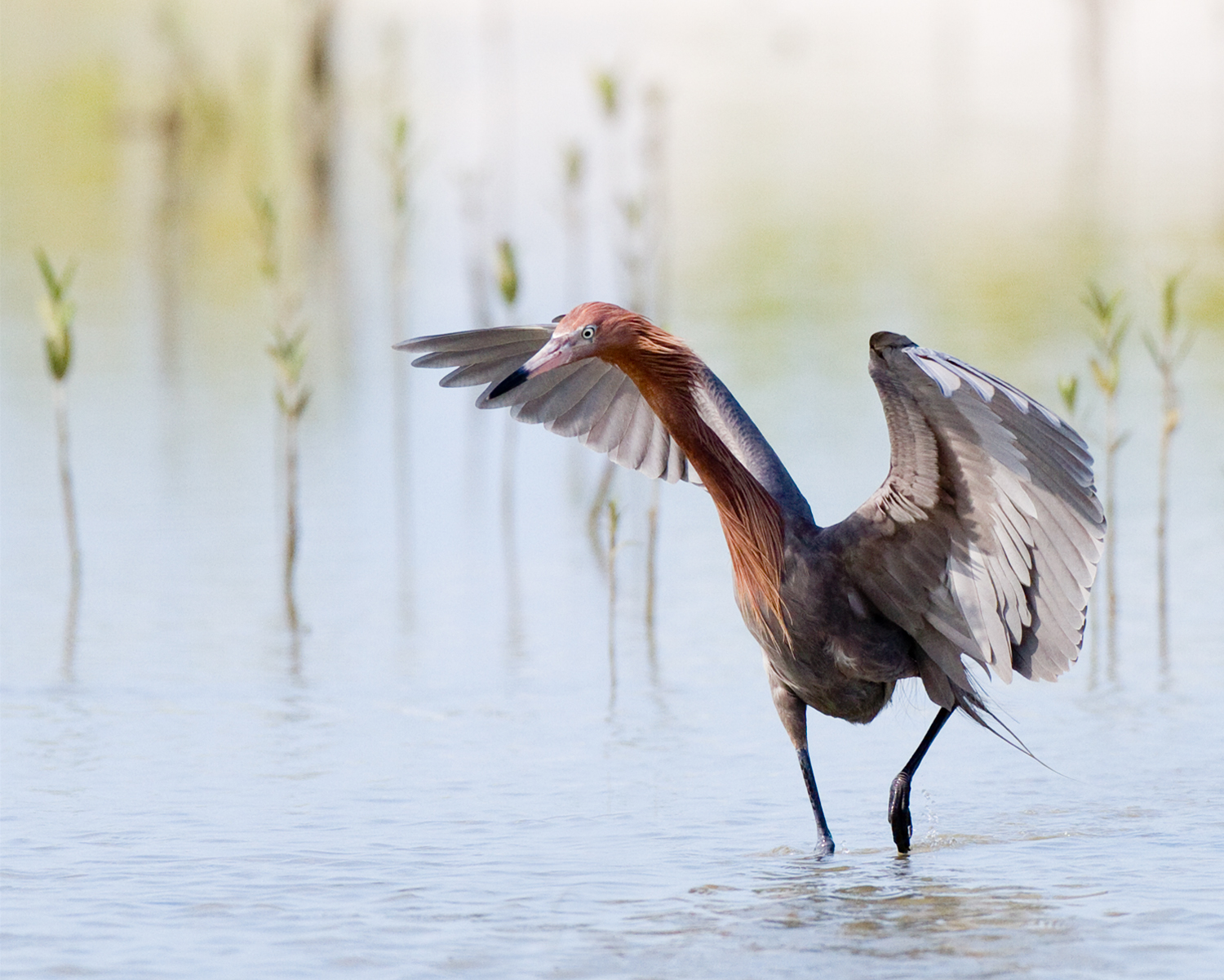 A Reddish Egret weaves its way through mangrove shoots in a Fort Myers Beach tidal lagoon