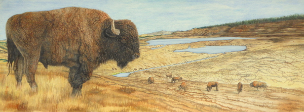 Bison on the Yellowstone Caldera