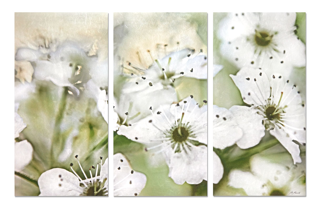 Flowering Pear Triptych