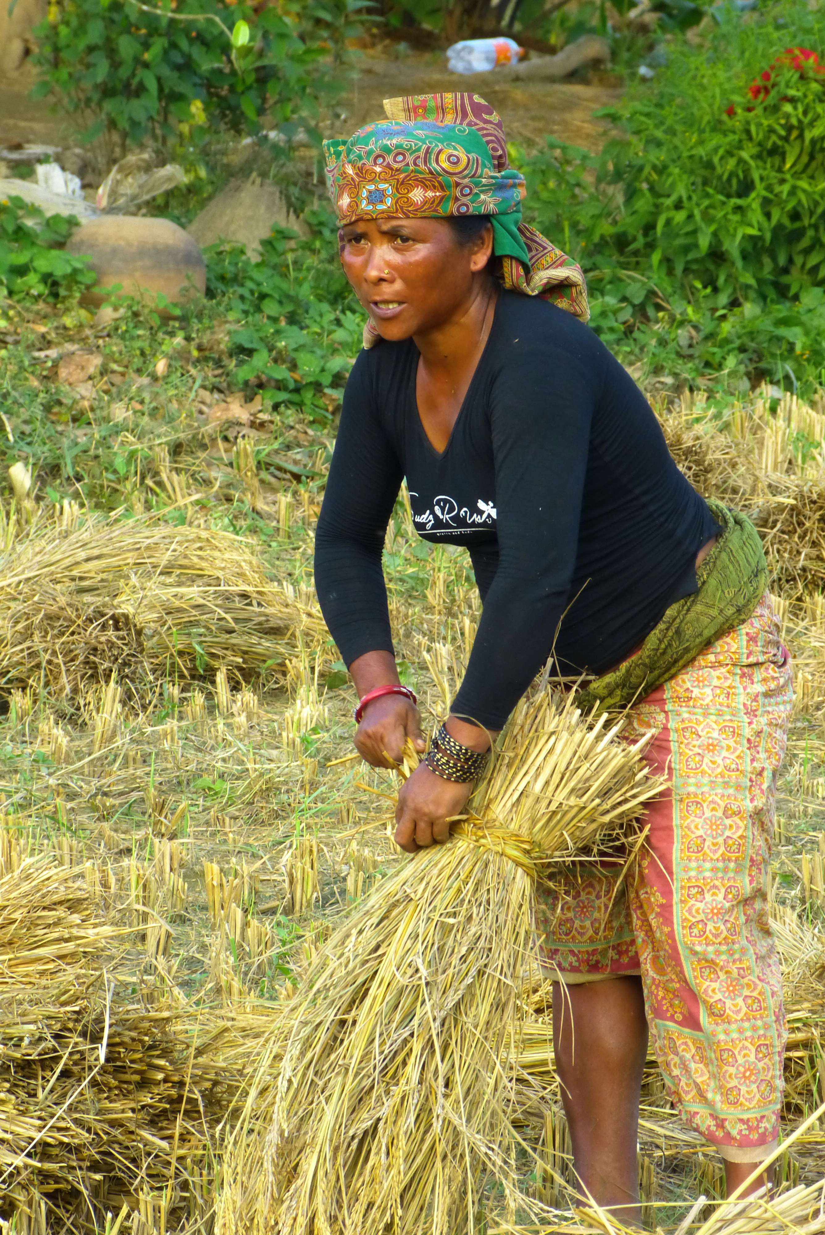Rice paddy; Barahi Jungle, Chitwan Forest, Bharatpur, Nepal.                                   