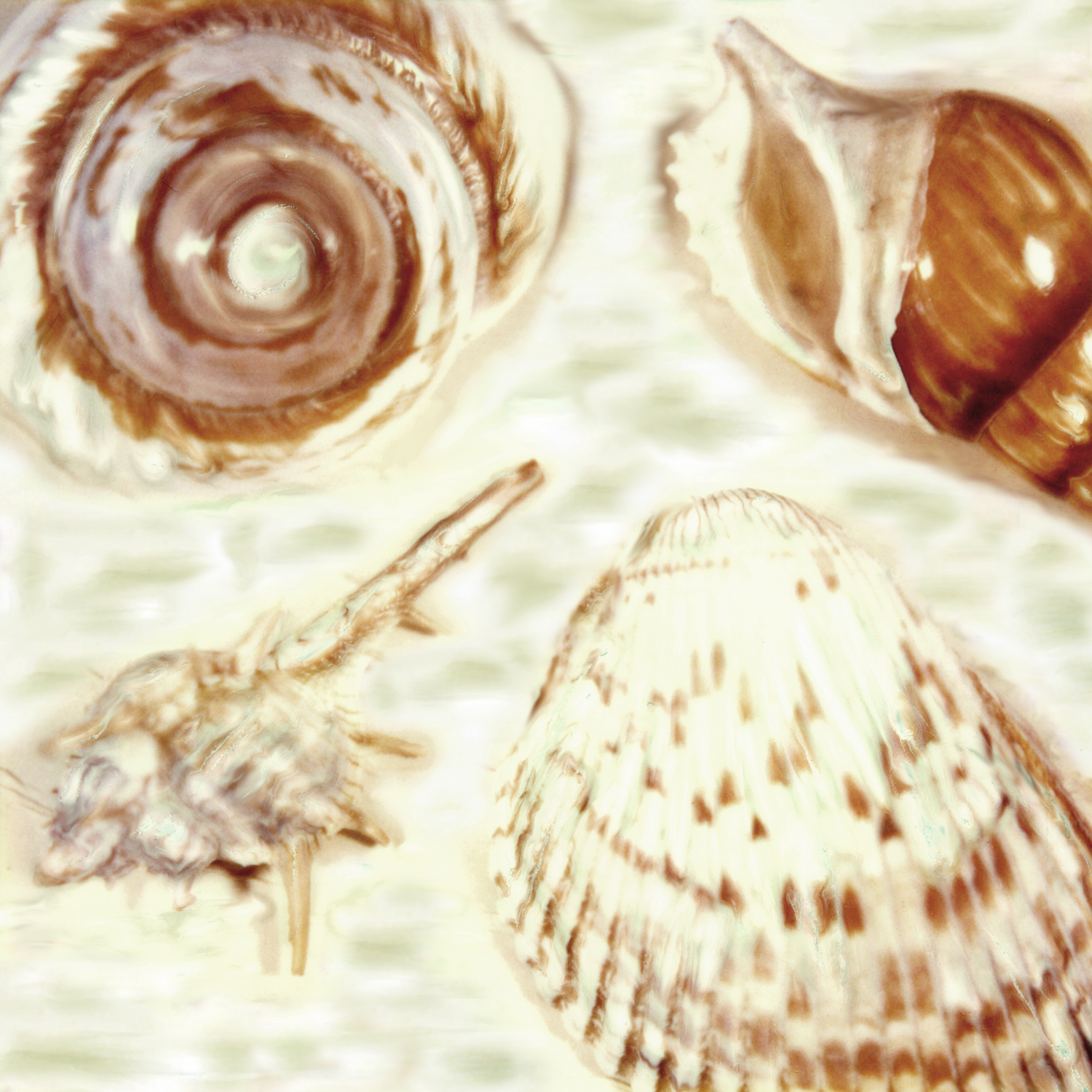 shells