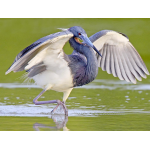 A beautiful Tricolored Heron in peak breeding plumage