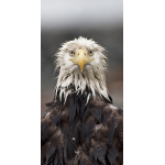 #eagle #Alaska #wildlife