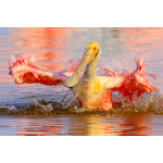 A Roseate Spoonbill splashes in the water, Sanibel FL 