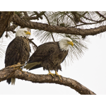 Bald Eagle nesting pair
