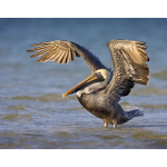 A Brown Pelican stands in the Gulf of Mexico, spreading its wings into the rising sun