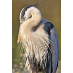 A Great Blue Heron preens majestically