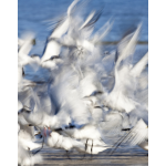 Terns blast off from a sandbar, causing an impressionistic blur of white