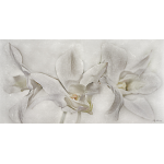 White Orchids