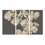 Orchid Triptych