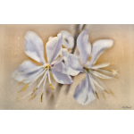 Gaura