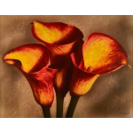 Red Calla Lily