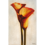 Red Calla Lily
