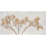 Dried Hydrangea
