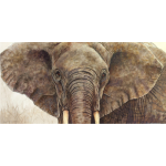 Close up realistic image of an African Elephant