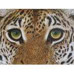 Close up realistic image of an African Leopard