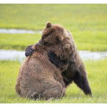 #bears #Katmai #Brown #Alaska