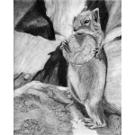 Ground Squirrel drawing by J.B. Sullivan