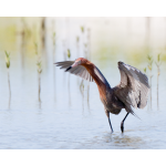 A Reddish Egret weaves its way through mangrove shoots in a Fort Myers Beach tidal lagoon