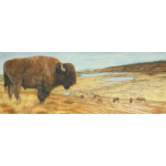 Bison on the Yellowstone Caldera