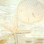 sand dollar starfish