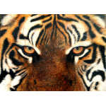 Closeup realistic Image of a Bengal Tiger