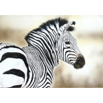 realistic image of an African Zebra