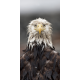 #eagle #Alaska #wildlife