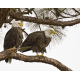 Bald Eagle nesting pair