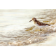 Sandpiper standing on beach, gazing out to sea at sunset, surrounded by gentle wave